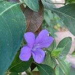 Barleria cristata Flower