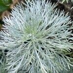 Artemisia schmidtiana Blatt