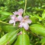 Rhododendron minus Flor