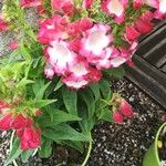Pentstemon x hybridus Fula