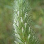 Trifolium angustifolium Fula