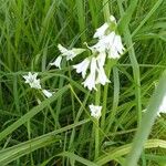 Allium triquetrumFlower