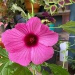 Hibiscus cannabinus Flower