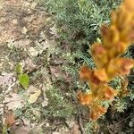 Orobanche gracilis Blomma