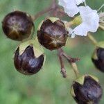 Lagerstroemia indica Фрукт