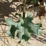 Eryngium maritimum Лист