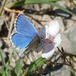 Linum tenuifolium Other