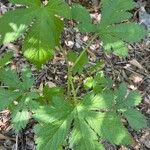 Hydrastis canadensis Leaf