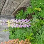 Lupinus × regalis Λουλούδι