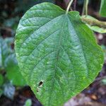 Clerodendrum buchananii برگ