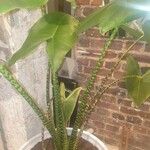 Alocasia zebrina Leaf