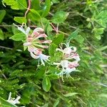 Lonicera periclymenumFlower