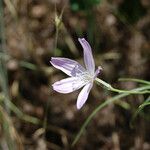 Lygodesmia grandiflora Flor