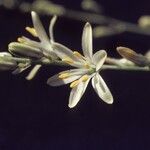 Chlorogalum angustifolium Квітка