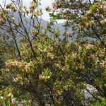 Rhododendron triflorum Habit