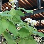 Sparrmannia africana Flower