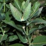 Asclepias speciosa Fruit