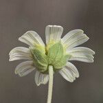 Melampodium leucanthum Květ