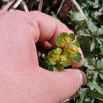 Chrysosplenium alternifoliumFiore