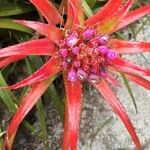 Aechmea recurvata Květ