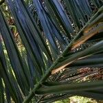 Phoenix canariensis Blad