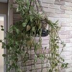 Peperomia serpens Frunză