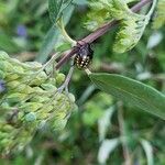 Caryopteris x clandonensis Blad