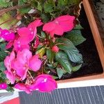 Impatiens hawkeriFlower