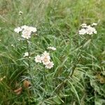 Achillea ptarmica Blüte