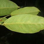 Ficus citrifolia Folha
