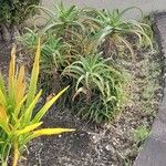 Aloe arborescens Deilen