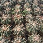 Echinocactus texensis Folla