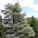 Cedrus atlanticaBlad