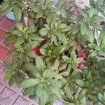 Rhododendron indicum Blad