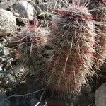 Echinocereus viridiflorus Агульны выгляд