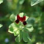 Lotus tetragonolobus Flower