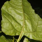 Salpianthus purpurascens Hoja