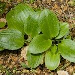 Ambrosina bassii Habit