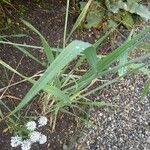Triticum turgidum Hoja