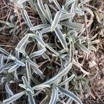 Phlomis lychnitis Blad