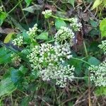 Mikania scandens Flower