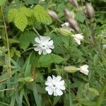 Silene latifolia Flower