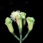 Syzygium aromaticum 花