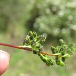 Anogramma leptophylla Fruit