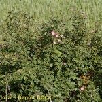 Rosa × dumetorum Hábito
