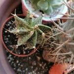 Astrophytum capricorne Leht