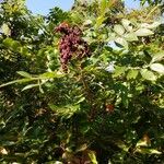 Rhus copallinum आदत