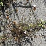Petrorhagia prolifera 形態
