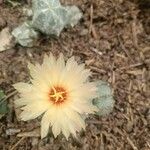 Coryphantha elephantidens Кветка