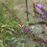 Buddleja davidiiFlor